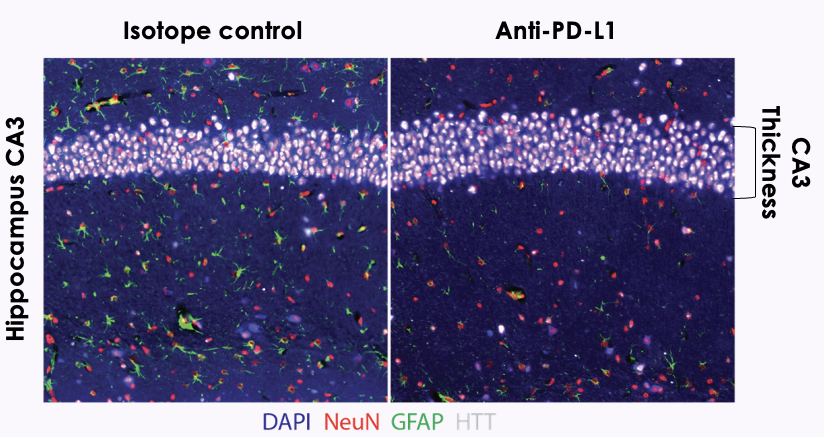 Immunohistochemical analysis of hippocampal brain sections: CA3 layer thickness in isotype control versus anti-PD-L1 treated R6/2 mice (DAPI, NeuN, GFAP, HTT staining)