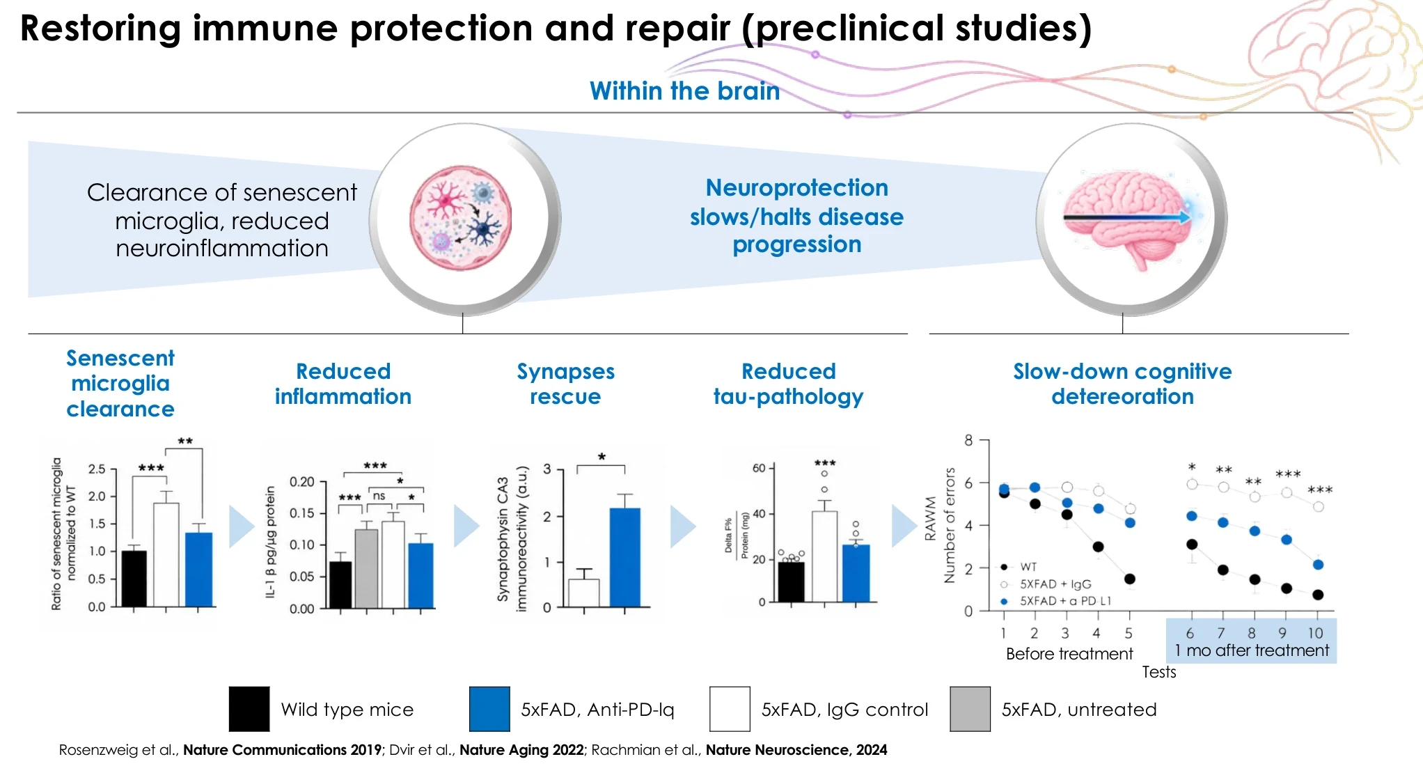 Restoring immune protection and repair (preclinical studies): senescent microglia clearance, reduced inflammation, synapse rescue, reduced tau pathology and slowed cognitive deterioration (Rosenzweig 2019; Dvir 2022; Rachmian 2024).