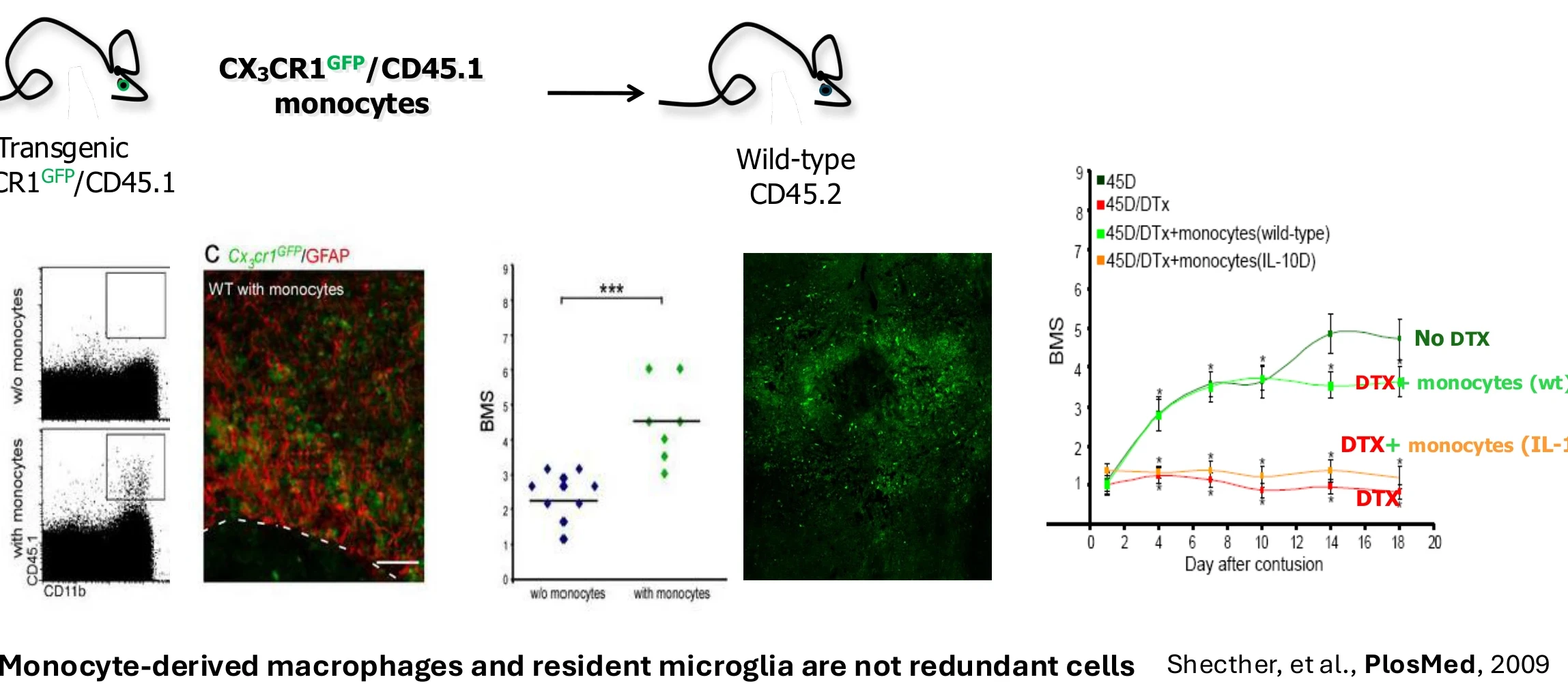 Monocyte-derived macrophages and resident microglia are not redundant cells (Shechter et al., PLoS Medicine, 2009): BMS scores after spinal cord contusion with and without monocytes.