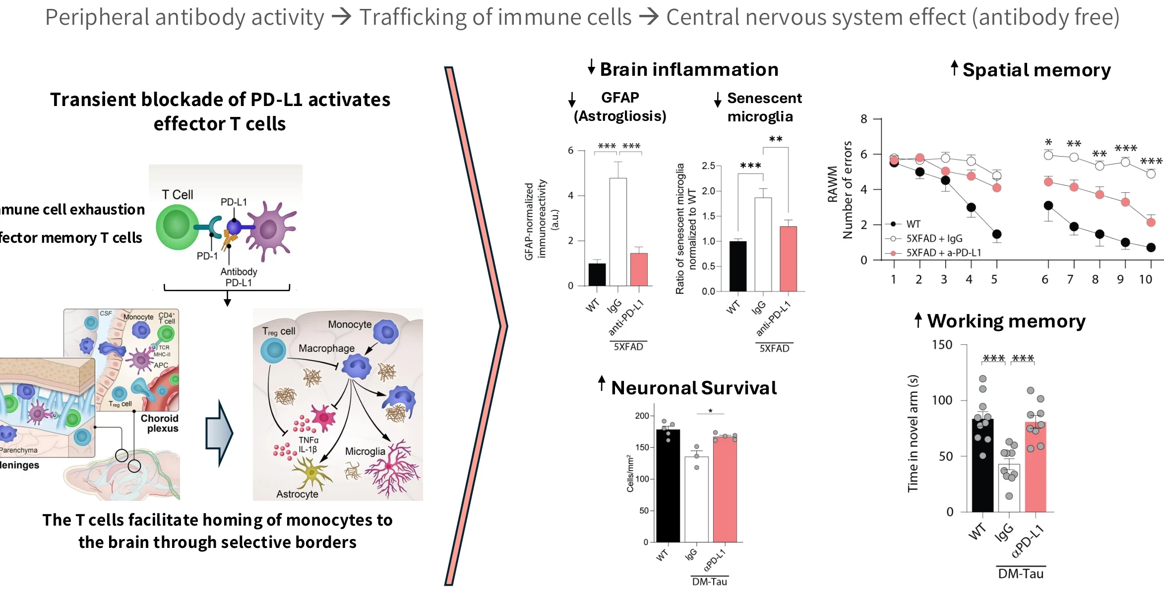 Transient blockade of PD-L1 activates effector T cells, which facilitate homing of monocytes to the brain; effects on brain inflammation, neuronal survival, spatial and working memory.