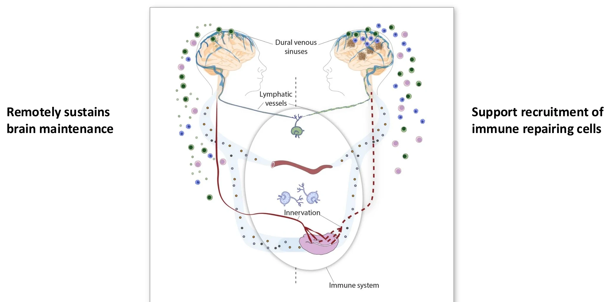 Brain-immune cross-talk: the immune system remotely sustains brain maintenance and supports recruitment of immune repairing cells via dural sinuses, lymphatic vessels and innervation.