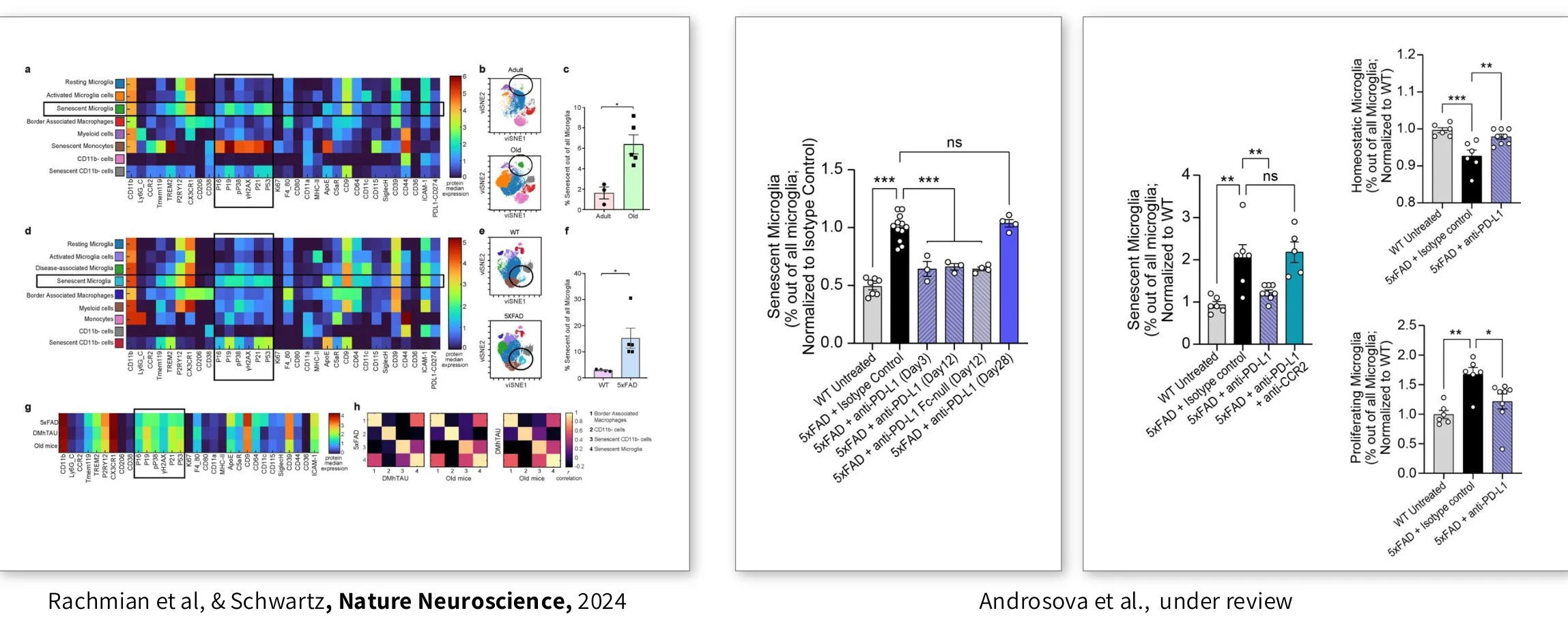 Microglial landscape heat maps and senescent microglia quantification after systemic anti-PD-L1 (Rachmian et al., Nature Neuroscience, 2024; Androsova et al., under review).