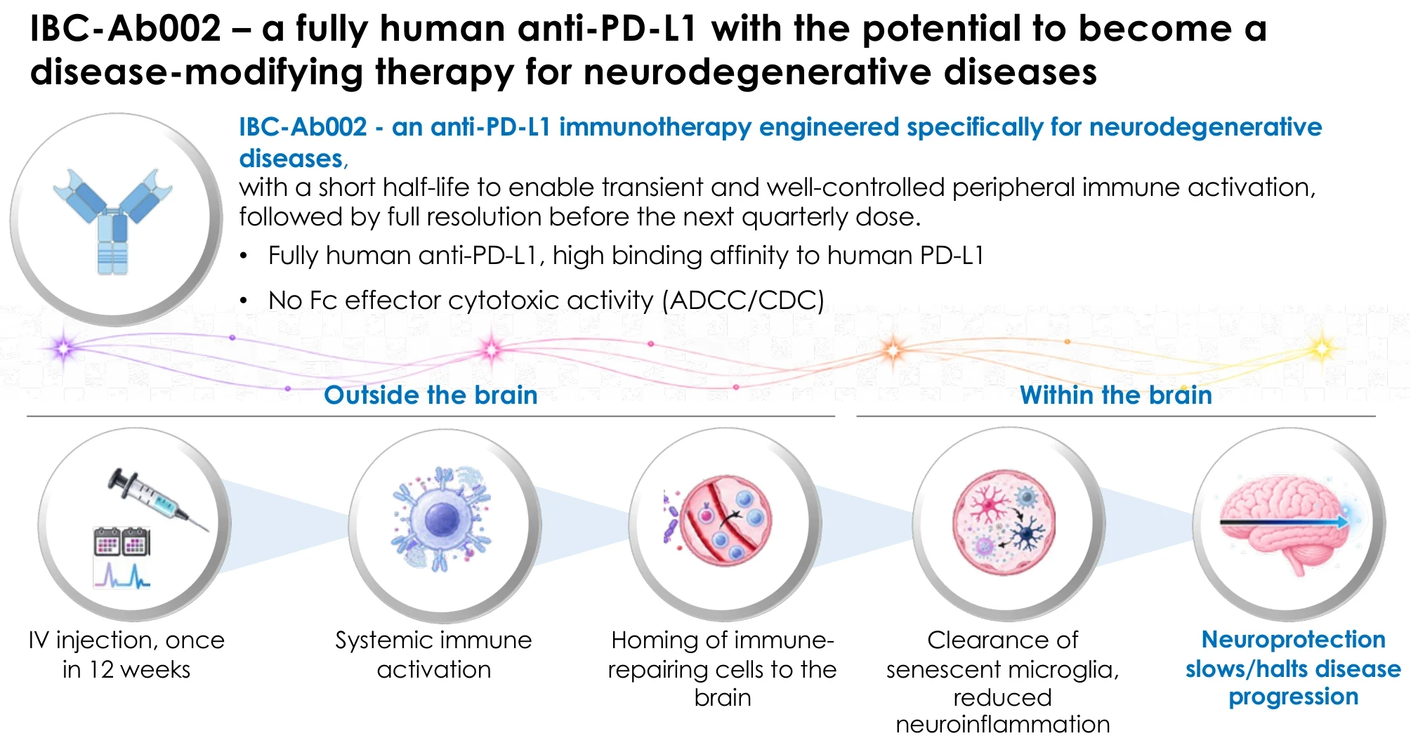IBC-Ab002, a fully human anti-PD-L1: IV injection once in 12 weeks, systemic immune activation, homing of immune-repairing cells to the brain, clearance of senescent microglia and reduced neuroinflammation, neuroprotection.