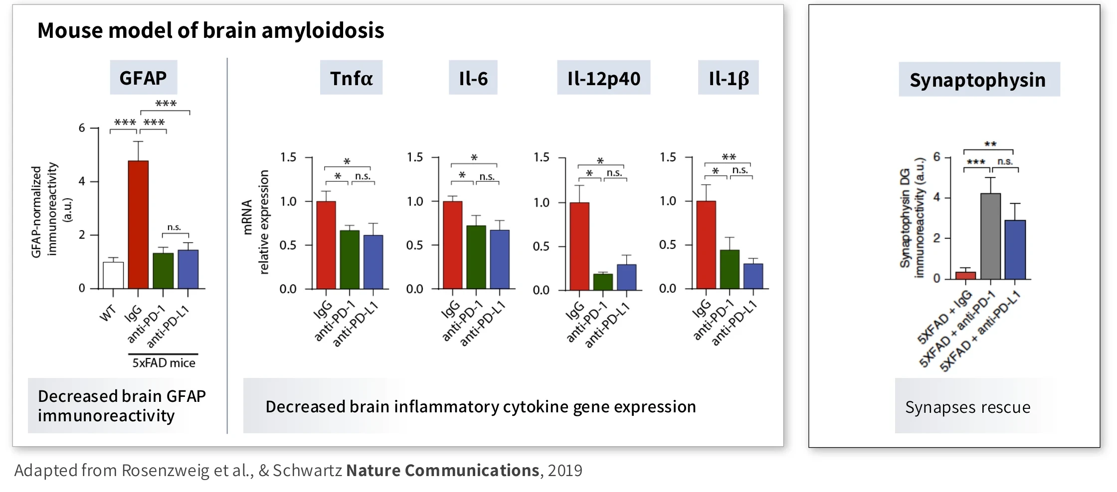Decreased brain GFAP immunoreactivity, decreased inflammatory cytokine gene expression and synaptophysin rescue in a mouse model of brain amyloidosis (adapted from Rosenzweig et al., Nature Communications, 2019).