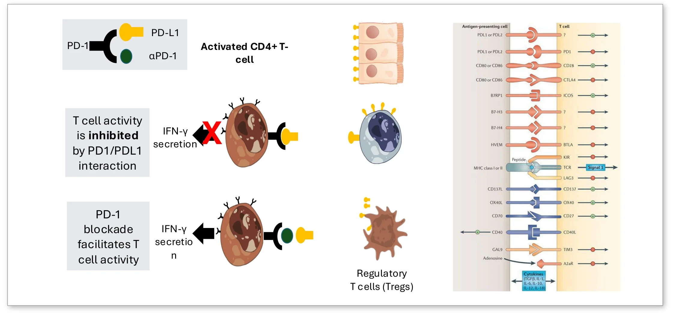 Scheme: T cell activity is inhibited by PD-1/PD-L1 interaction; PD-1 blockade facilitates T cell activity and IFN-γ secretion; regulatory T cells.