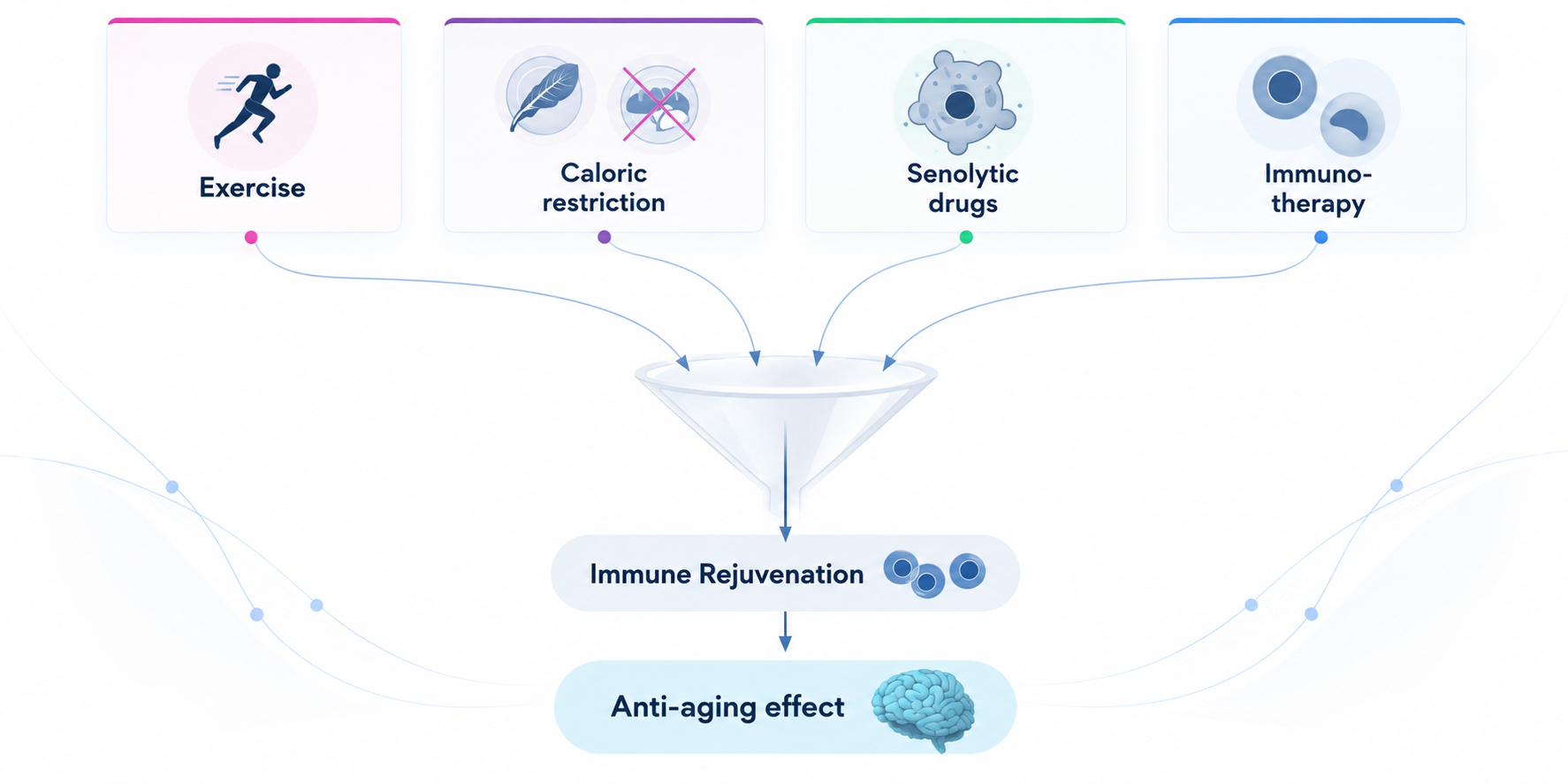 Exercise, caloric restriction, senolytic drugs and immunotherapy converge on immune rejuvenation, leading to an anti-aging effect.